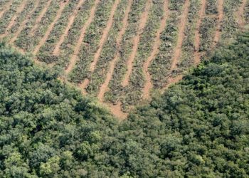 Freezer, olvido o ninguneo