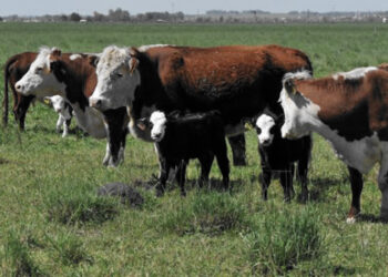 “No hay una vaca de izquierda que tenga cría dos veces al año, ni una de derecha que sólo alumbre cuatrillizos”