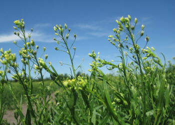 Chevron y Bunge compraron empresa que produce un cultivo para el biodiésel